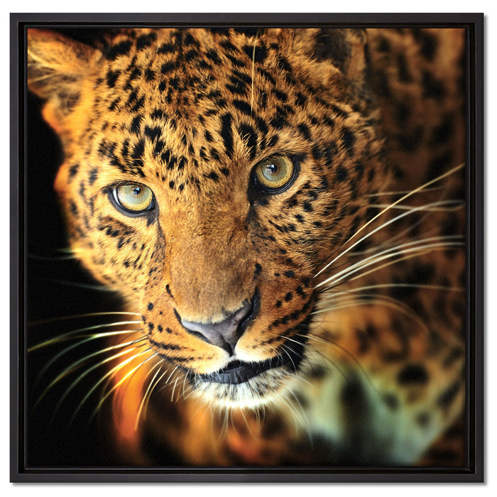 Anmutiger Leopard auf Leinwandbild Quadratisch gerahmt Größe 60x60