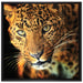 Anmutiger Leopard auf Leinwandbild Quadratisch gerahmt Größe 70x70