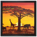 Savanne Kunst auf Leinwandbild Quadratisch gerahmt Größe 40x40