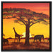 Savanne Kunst auf Leinwandbild Quadratisch gerahmt Größe 60x60