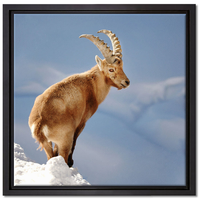 Steinbock im Schnee auf Leinwandbild Quadratisch gerahmt Größe 40x40