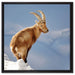 Steinbock im Schnee auf Leinwandbild Quadratisch gerahmt Größe 60x60