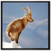 Steinbock im Schnee auf Leinwandbild Quadratisch gerahmt Größe 70x70
