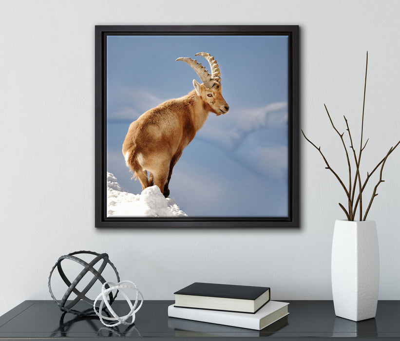 Steinbock im Schnee  auf Leinwandbild Quadratisch gerahmt mit Kirschblüten