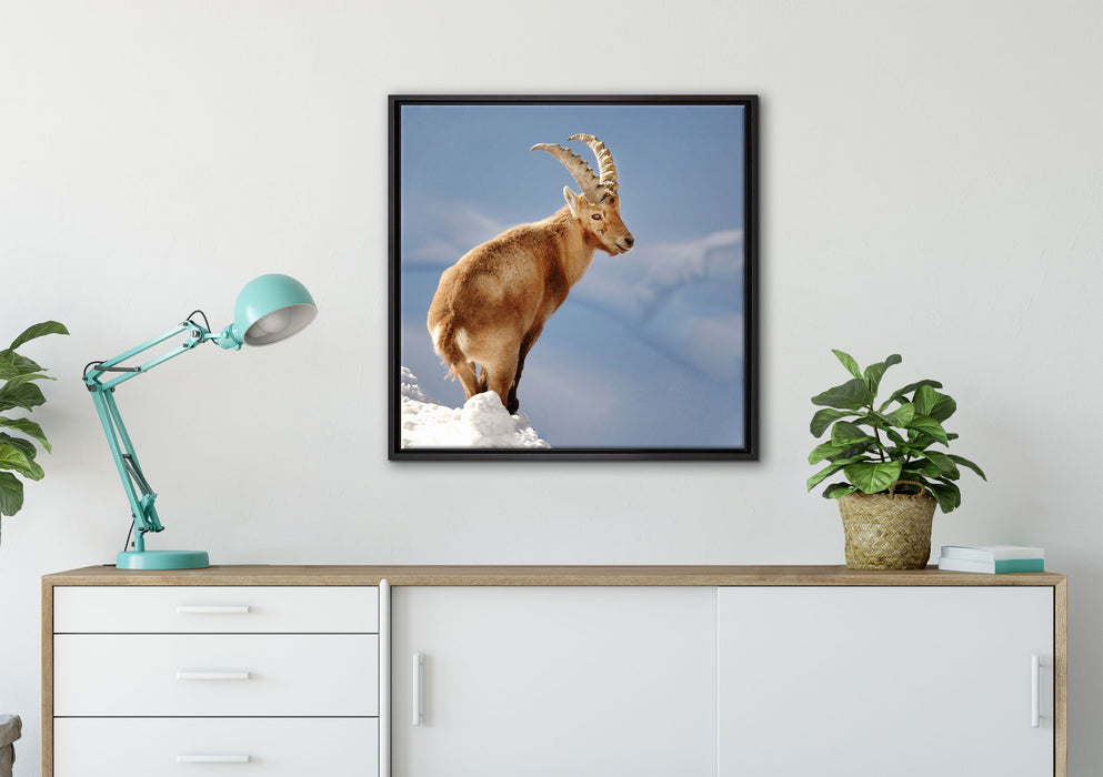 Steinbock im Schnee auf Leinwandbild gerahmt Quadratisch verschiedene Größen im Wohnzimmer
