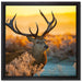 Stolzer Hirsch auf Wiese auf Leinwandbild Quadratisch gerahmt Größe 40x40