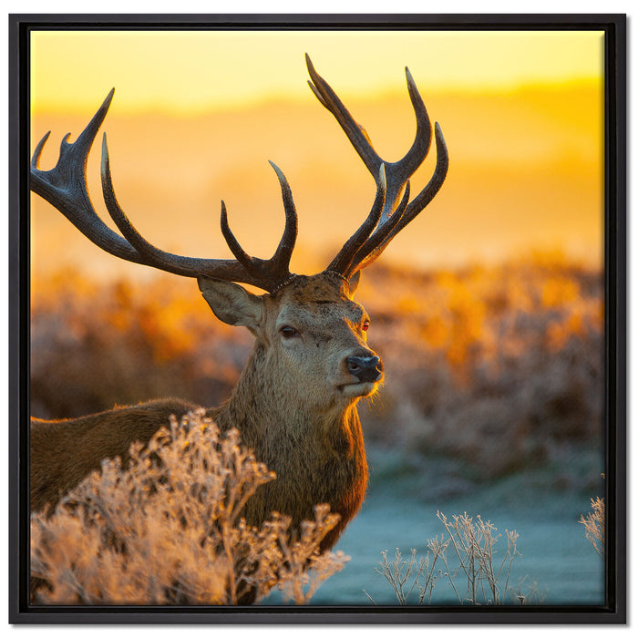 Stolzer Hirsch auf Wiese auf Leinwandbild Quadratisch gerahmt Größe 70x70