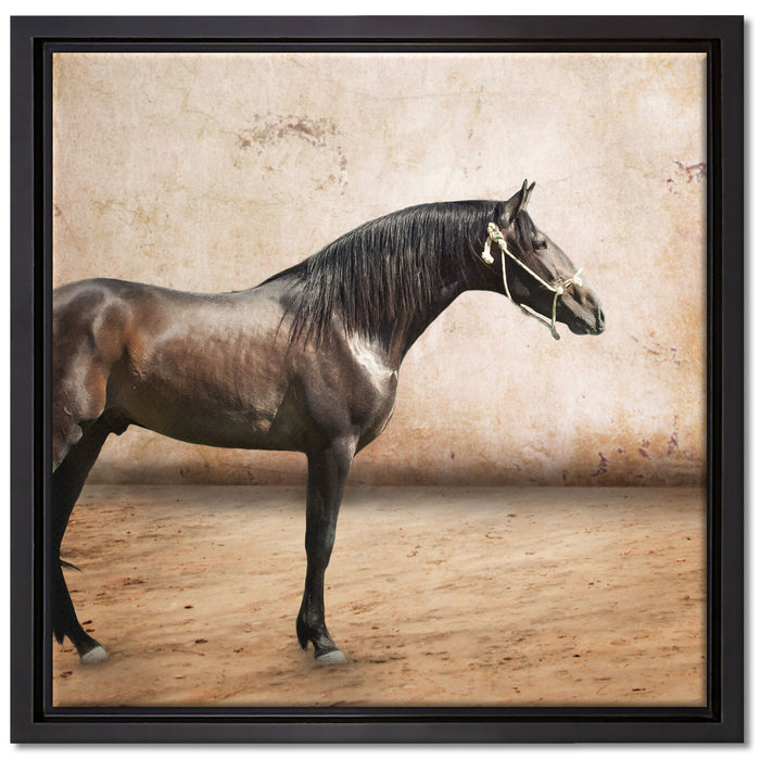 Brauner Hengst auf Leinwandbild Quadratisch gerahmt Größe 40x40