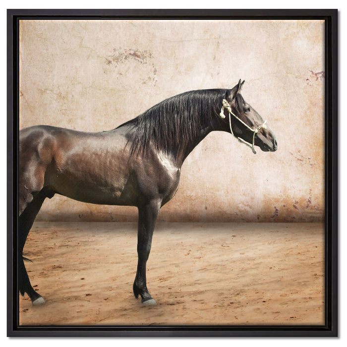 Brauner Hengst auf Leinwandbild Quadratisch gerahmt Größe 60x60