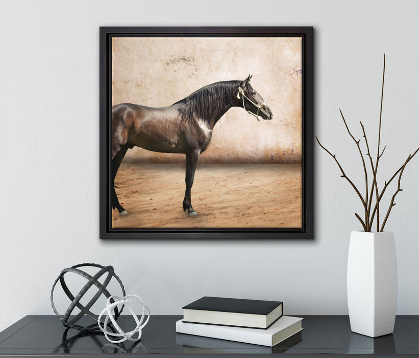 Brauner Hengst  auf Leinwandbild Quadratisch gerahmt mit Kirschblüten