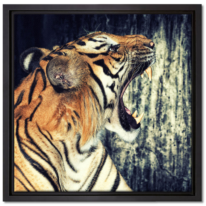 Brüllender Tiger auf Leinwandbild Quadratisch gerahmt Größe 40x40