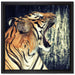 Brüllender Tiger auf Leinwandbild Quadratisch gerahmt Größe 40x40