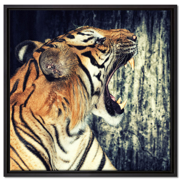 Brüllender Tiger auf Leinwandbild Quadratisch gerahmt Größe 60x60