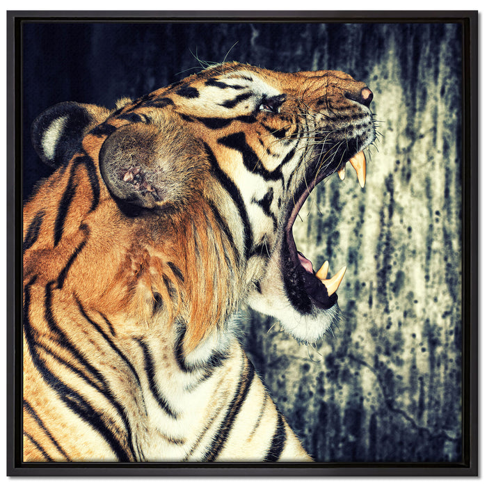 Brüllender Tiger auf Leinwandbild Quadratisch gerahmt Größe 70x70