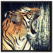 Brüllender Tiger auf Leinwandbild Quadratisch gerahmt Größe 70x70