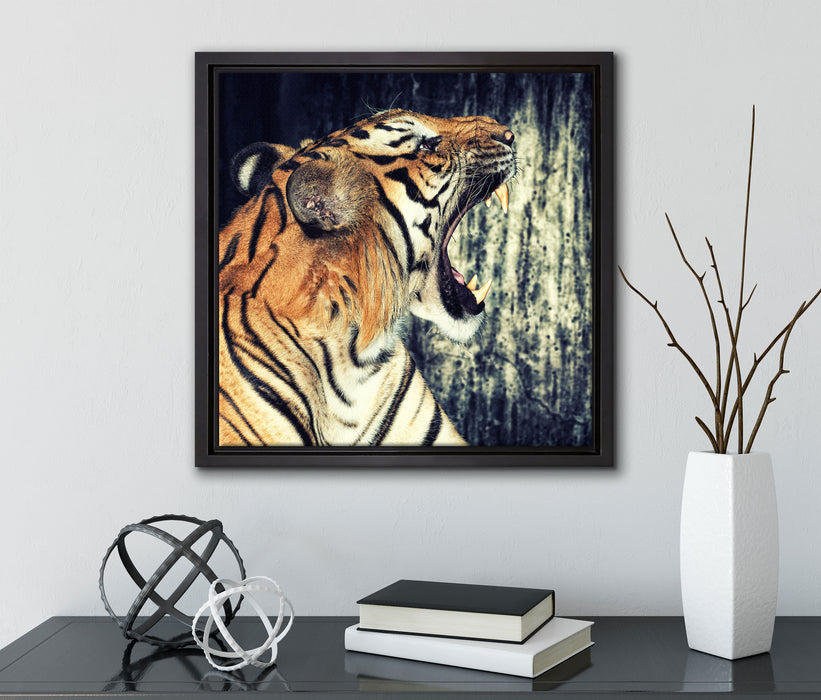 Brüllender Tiger  auf Leinwandbild Quadratisch gerahmt mit Kirschblüten