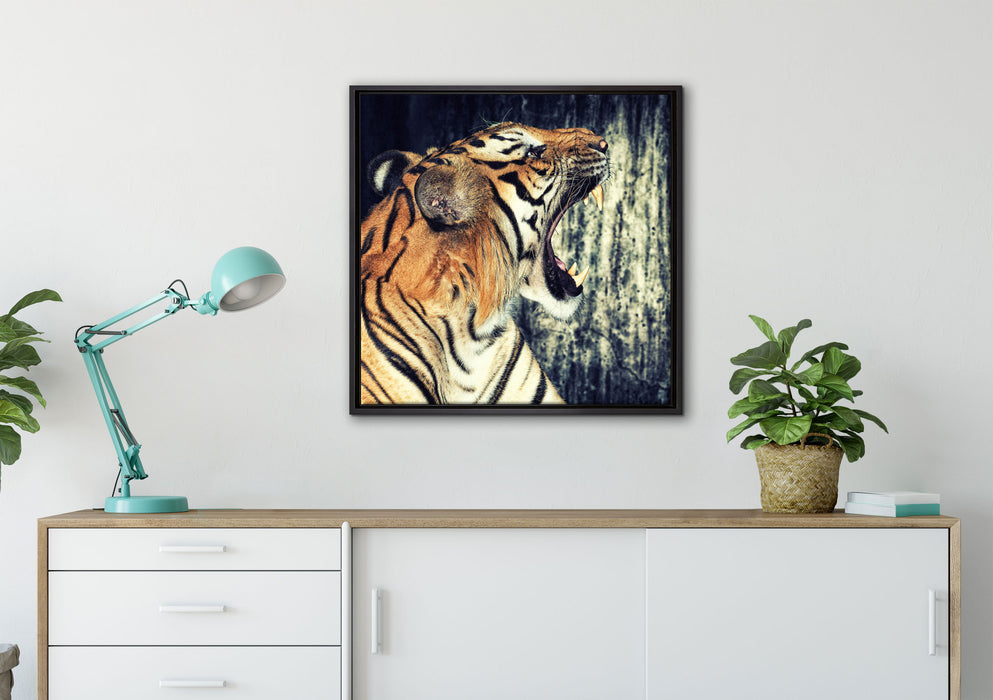 Brüllender Tiger auf Leinwandbild gerahmt Quadratisch verschiedene Größen im Wohnzimmer