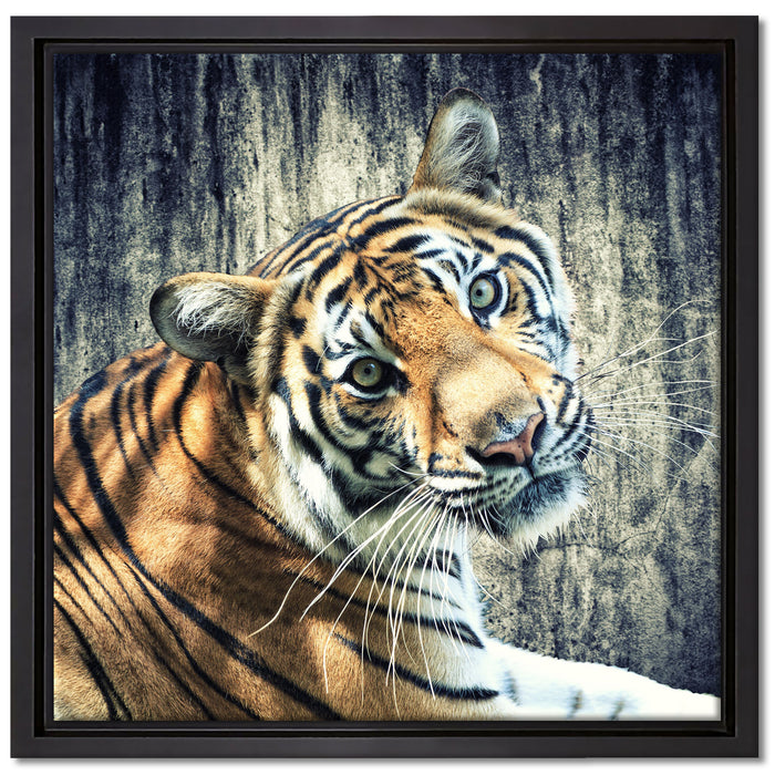 Neugieriger Tiger auf Leinwandbild Quadratisch gerahmt Größe 40x40