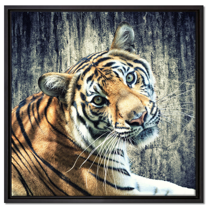 Neugieriger Tiger auf Leinwandbild Quadratisch gerahmt Größe 60x60