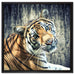 Neugieriger Tiger auf Leinwandbild Quadratisch gerahmt Größe 60x60