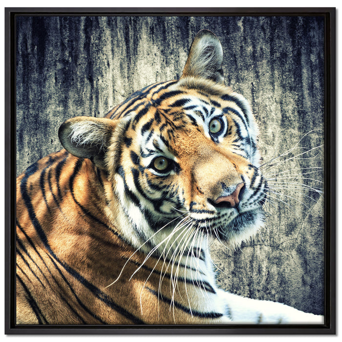 Neugieriger Tiger auf Leinwandbild Quadratisch gerahmt Größe 70x70