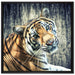 Neugieriger Tiger auf Leinwandbild Quadratisch gerahmt Größe 70x70