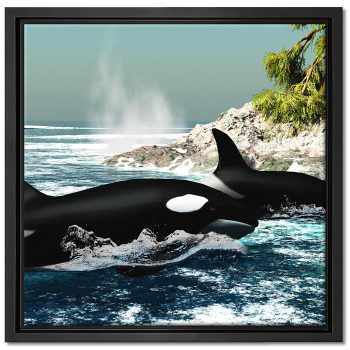 Orcas vor Insel auf Leinwandbild Quadratisch gerahmt Größe 40x40