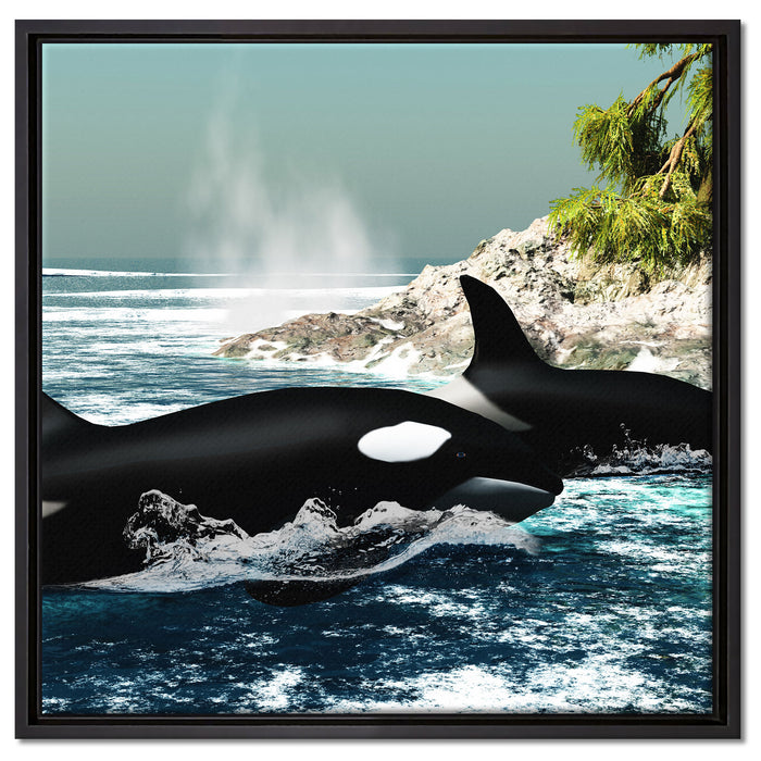 Orcas vor Insel auf Leinwandbild Quadratisch gerahmt Größe 60x60