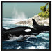 Orcas vor Insel auf Leinwandbild Quadratisch gerahmt Größe 70x70