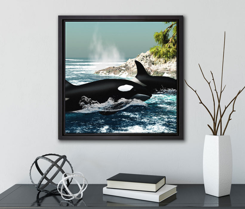 Orcas vor Insel  auf Leinwandbild Quadratisch gerahmt mit Kirschblüten