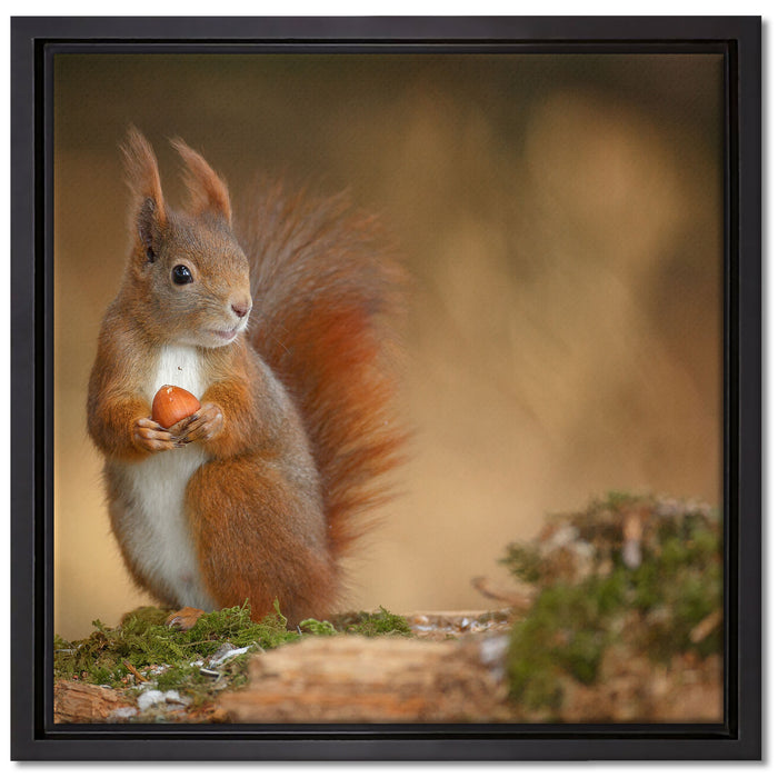 Freches Eichhörnchen mit Nuss auf Leinwandbild Quadratisch gerahmt Größe 40x40