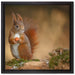 Freches Eichhörnchen mit Nuss auf Leinwandbild Quadratisch gerahmt Größe 40x40