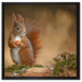 Freches Eichhörnchen mit Nuss auf Leinwandbild Quadratisch gerahmt Größe 60x60