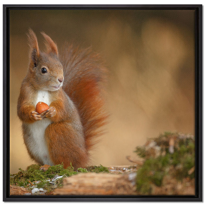 Freches Eichhörnchen mit Nuss auf Leinwandbild Quadratisch gerahmt Größe 70x70