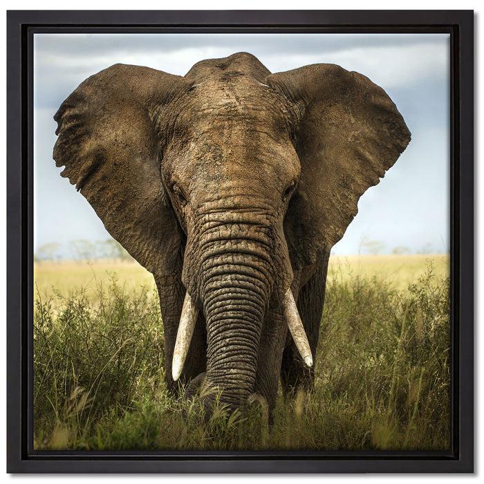 Imposanter Elefant auf Leinwandbild Quadratisch gerahmt Größe 40x40