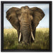 Imposanter Elefant auf Leinwandbild Quadratisch gerahmt Größe 40x40