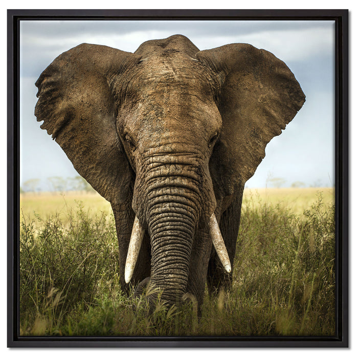 Imposanter Elefant auf Leinwandbild Quadratisch gerahmt Größe 60x60
