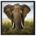 Imposanter Elefant auf Leinwandbild Quadratisch gerahmt Größe 60x60