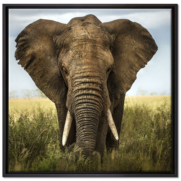 Imposanter Elefant auf Leinwandbild Quadratisch gerahmt Größe 70x70