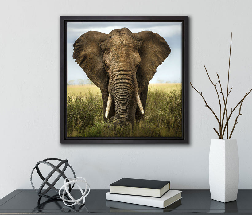 Imposanter Elefant  auf Leinwandbild Quadratisch gerahmt mit Kirschblüten