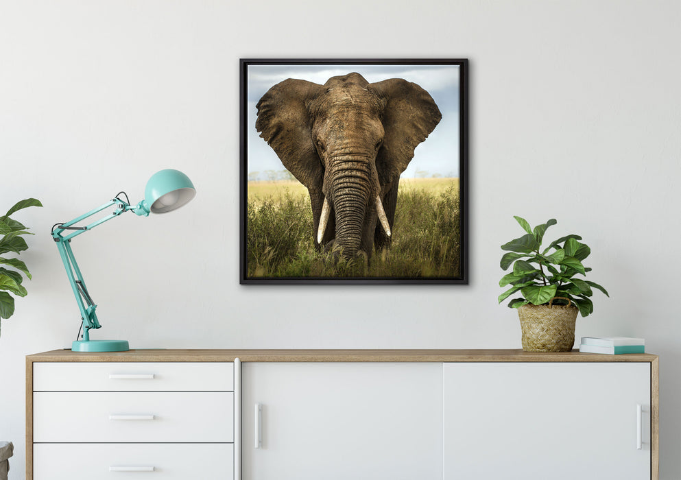 Imposanter Elefant auf Leinwandbild gerahmt Quadratisch verschiedene Größen im Wohnzimmer