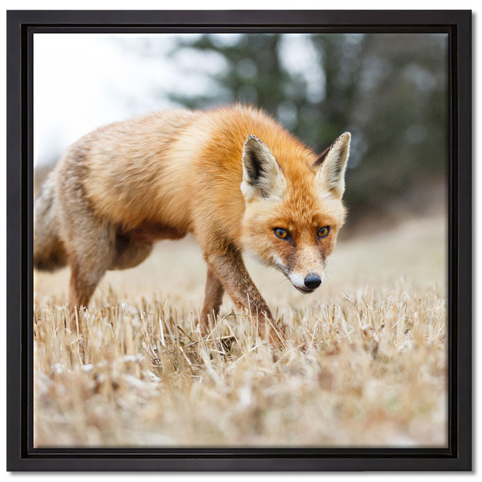 Schöner Fuchs auf Leinwandbild Quadratisch gerahmt Größe 40x40