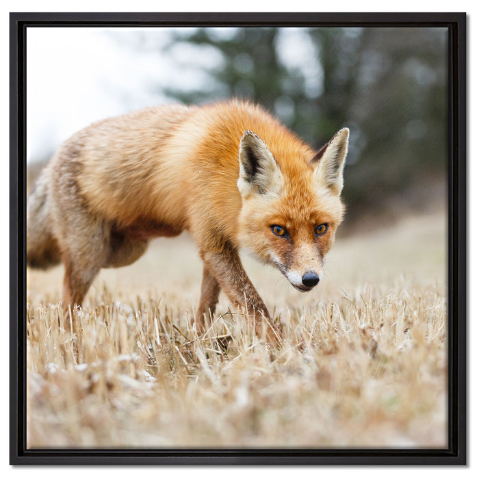 Schöner Fuchs auf Leinwandbild Quadratisch gerahmt Größe 60x60