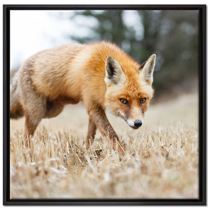Schöner Fuchs auf Leinwandbild Quadratisch gerahmt Größe 70x70
