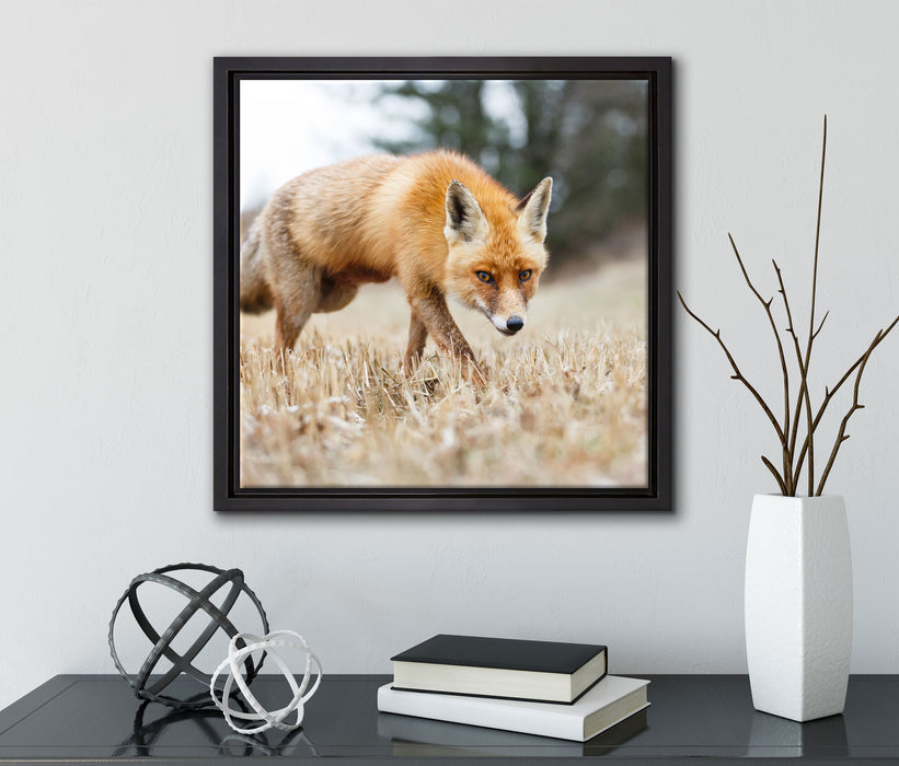 Schöner Fuchs  auf Leinwandbild Quadratisch gerahmt mit Kirschblüten