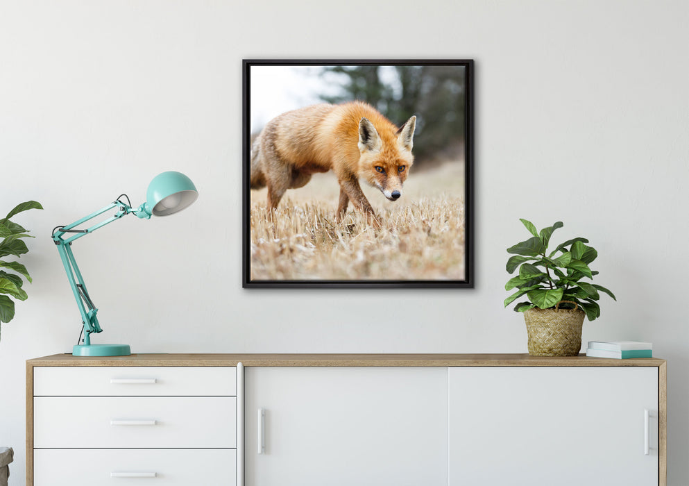 Schöner Fuchs auf Leinwandbild gerahmt Quadratisch verschiedene Größen im Wohnzimmer