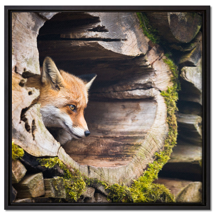 Fuchs im Baumstamm auf Leinwandbild Quadratisch gerahmt Größe 60x60
