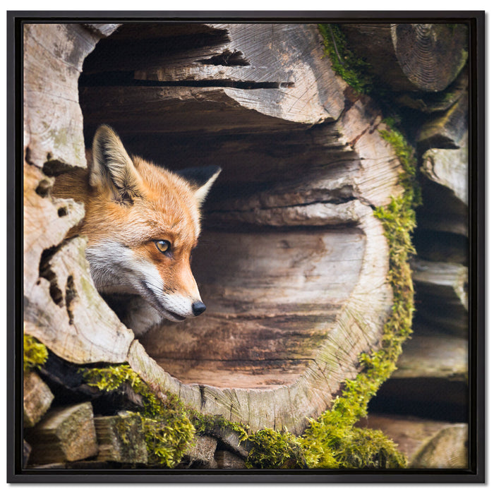 Fuchs im Baumstamm auf Leinwandbild Quadratisch gerahmt Größe 70x70
