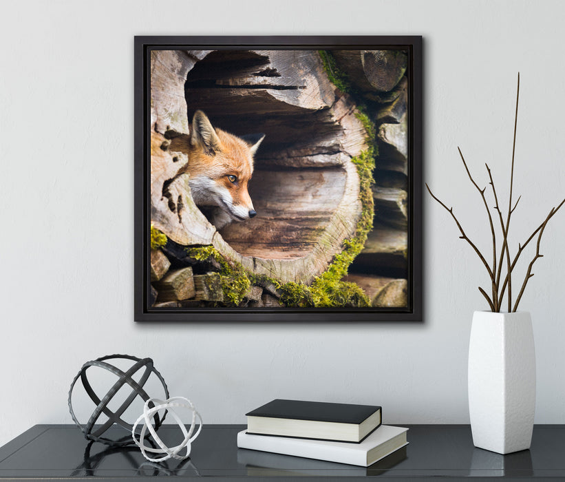 Fuchs im Baumstamm  auf Leinwandbild Quadratisch gerahmt mit Kirschblüten
