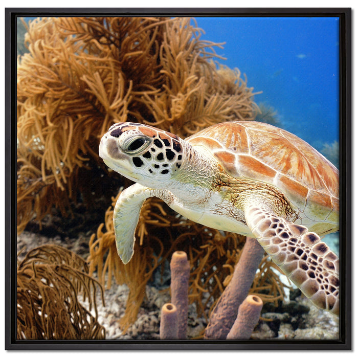 Meeresschildkröte auf Leinwandbild Quadratisch gerahmt Größe 70x70